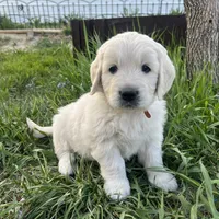 Macy & Patch Coming Soon, a  English Cream Golden Retriever for sale in Calhan, CO – Photo 6 of 9