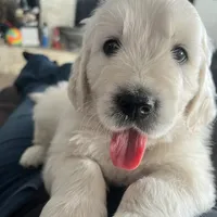 Macy & Patch Coming Soon, a  English Cream Golden Retriever for sale in Calhan, CO – Photo 2 of 9