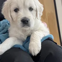 Macy & Patch Coming Soon, a  English Cream Golden Retriever for sale in Calhan, CO – Photo 4 of 9