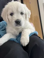 processed/7d6f99b0-51bc-41cf-b64a-e4b383602d74/listing/733448fd-612e-4ec3-a795-47bac147ee6f/730245bb-9d5b-4e8b-9f4d-923fe6e6b41c