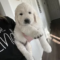 Macy & Patch Coming Soon, a  English Cream Golden Retriever for sale in Calhan, CO – Photo 7 of 9