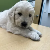 Macy & Patch Coming Soon, a  English Cream Golden Retriever for sale in Calhan, CO – Photo 5 of 9