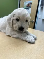 processed/7d6f99b0-51bc-41cf-b64a-e4b383602d74/listing/733448fd-612e-4ec3-a795-47bac147ee6f/89f52711-6f00-4b10-ab16-3d44b8c399f0