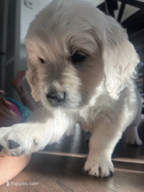 Macy & Patch Coming Soon