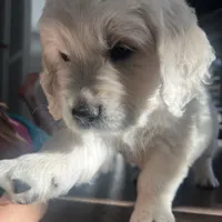 Macy & Patch Coming Soon, a  English Cream Golden Retriever for sale in Calhan, CO – Photo 1 of 9