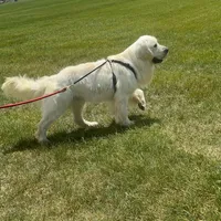 Macy & Patch Coming Soon, a  English Cream Golden Retriever for sale in Calhan, CO – Photo 9 of 9