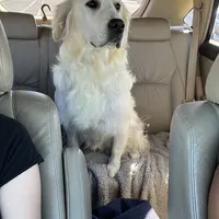 Macy & Patch Coming Soon, a  English Cream Golden Retriever for sale in Calhan, CO – Photo 8 of 9