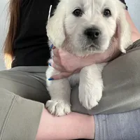 Macy & Patch Coming Soon, a  English Cream Golden Retriever for sale in Calhan, CO – Photo 3 of 9