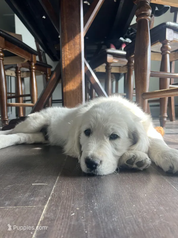 Meltamore – English Cream Golden Retriever puppy for sale in Calhan, CO
