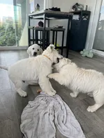 Meltamore, a male English Cream Golden Retriever for sale in Calhan, CO – Photo 3 of 3