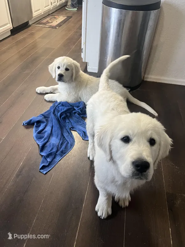 Meltamore – English Cream Golden Retriever puppy for sale in Calhan, CO