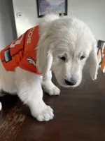 Meltamore, a male English Cream Golden Retriever for sale in Calhan, CO – Photo 2 of 3