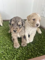 Medusa , a female Poodle - Standard  and Golden Mountain Dog for sale in Calhan, CO – 8 of 8