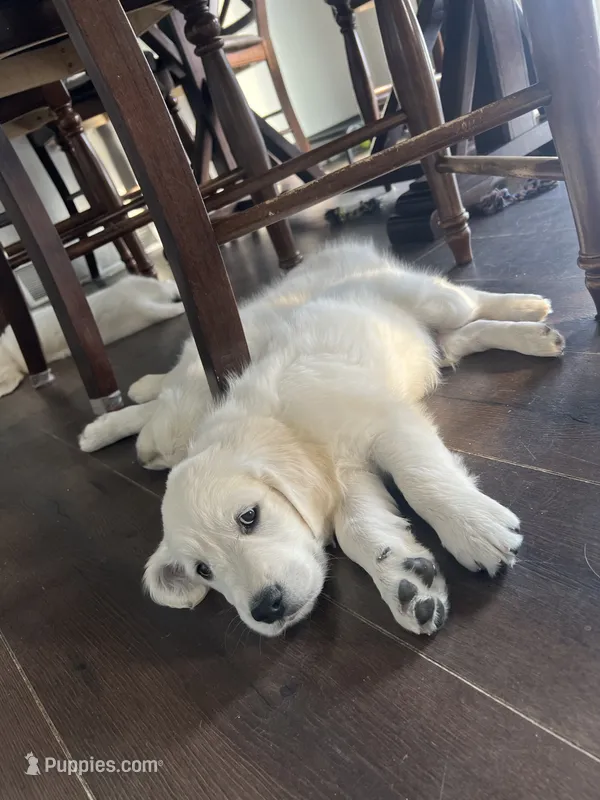 Jefferson – English Cream Golden Retriever puppy for sale in Calhan, CO