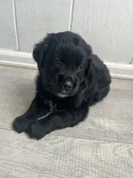 Frank, a male Bernese Mountain Dog and Golden Retriever for sale in Calhan, CO – 2 of 4
