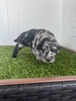 Zombie, a male Poodle - Standard  and Golden Mountain Dog for sale in Calhan, CO – 3 of 5