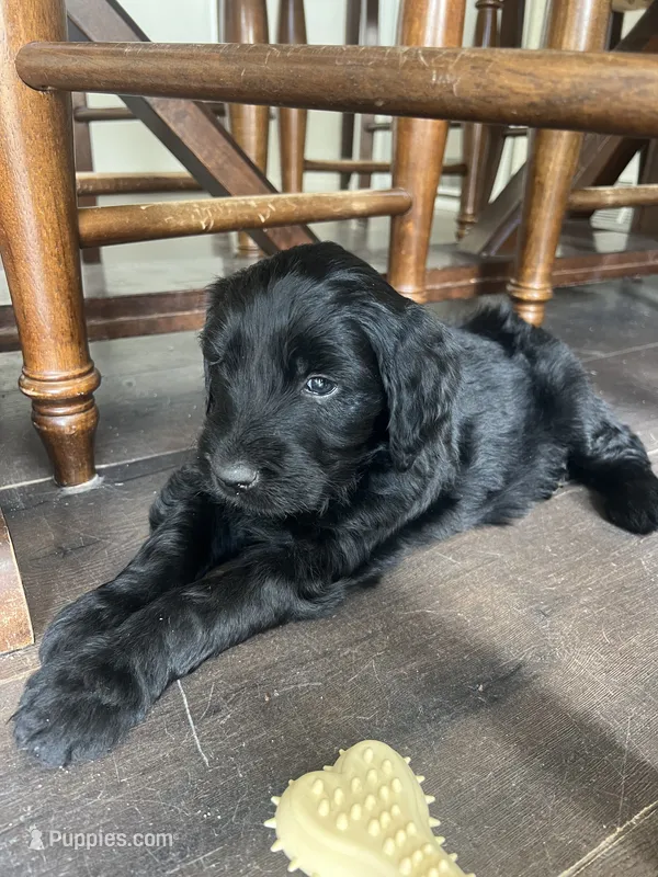 Spade , a female Goldendoodle for sale in Calhan, CO – 1 of 1