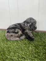 Dracula, a male Poodle - Standard  and Golden Mountain Dog for sale in Calhan, CO – 4 of 4