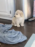 Mummy, a male Golden Mountain Doodle for sale in Calhan, CO – 6 of 7