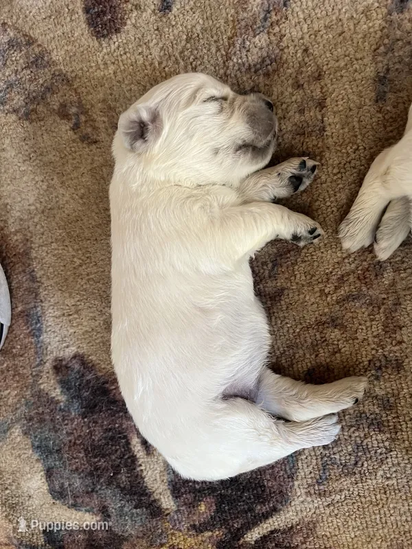 Skittles – English Cream Golden Retriever puppy for sale in Calhan, CO