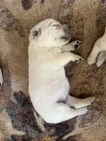 Skittles, a female English Cream Golden Retriever for sale in Calhan, CO – 1 of 1