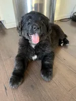 GoGo, a female Bernese Mountain Dog and English Cream Golden Retriever for sale in Calhan, CO – Photo 3 of 6