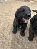 GoGo, a female Bernese Mountain Dog and English Cream Golden Retriever for sale in Calhan, CO – Photo 5 of 6