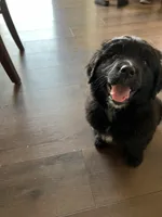 GoGo, a female Bernese Mountain Dog and English Cream Golden Retriever for sale in Calhan, CO – Photo 2 of 6