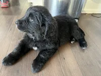 GoGo, a female Bernese Mountain Dog and English Cream Golden Retriever for sale in Calhan, CO – Photo 4 of 6