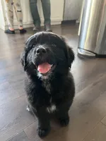 GoGo, a female Bernese Mountain Dog and English Cream Golden Retriever for sale in Calhan, CO – Photo 1 of 6