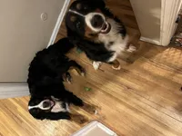 Xena’s Puppies, a  Bernese Mountain Dog for sale in Calhan, CO – Photo 2 of 2