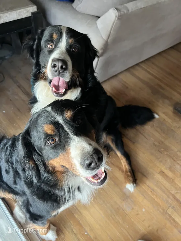 Xena’s Puppies, a  Bernese Mountain Dog for sale in Calhan, CO – Photo 1 of 2