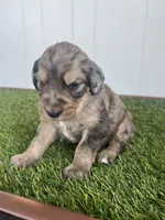 Medusa , a female Poodle - Standard  and Golden Mountain Dog for sale in Calhan, CO – 2 of 8