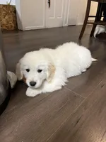 Turkey, a male English Cream Golden Retriever for sale in Calhan, CO – Photo 1 of 4