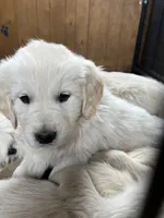 Turkey, a male English Cream Golden Retriever for sale in Calhan, CO – Photo 3 of 4