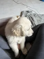 Turkey, a male English Cream Golden Retriever for sale in Calhan, CO – Photo 4 of 4