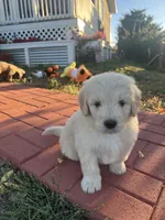 Mummy, a male Golden Mountain Doodle for sale in Calhan, CO – 4 of 7