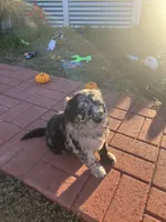 Zombie, a male Poodle - Standard  and Golden Mountain Dog for sale in Calhan, CO – 2 of 5