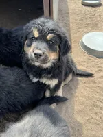 Kenai, a male Bernese Mountain Dog and English Cream Golden Retriever for sale in Calhan, CO – Photo 5 of 7