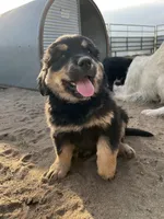 Kenai, a male Bernese Mountain Dog and English Cream Golden Retriever for sale in Calhan, CO – Photo 4 of 7