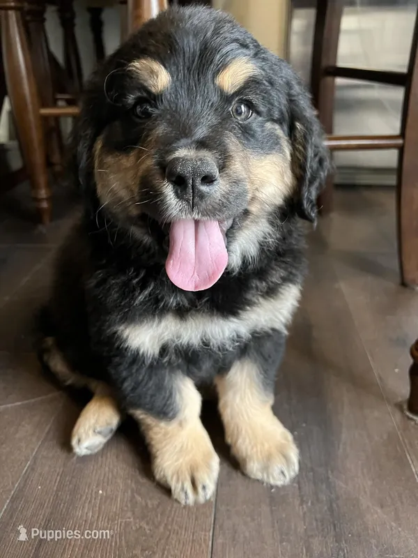Kenai, a male Bernese Mountain Dog and English Cream Golden Retriever for sale in Calhan, CO – Photo 1 of 7
