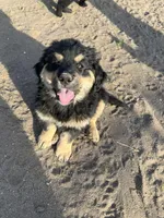 Kenai, a male Bernese Mountain Dog and English Cream Golden Retriever for sale in Calhan, CO – Photo 2 of 7