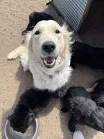 Kenai, a male Bernese Mountain Dog and English Cream Golden Retriever for sale in Calhan, CO – Photo 6 of 7