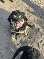 Kenai, a male Bernese Mountain Dog and English Cream Golden Retriever for sale in Calhan, CO – Photo 3 of 7