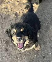 Golden Mountain Dog, a  Bernese Mountain Dog and Golden Retriever for sale in Calhan, CO – Photo 7 of 10