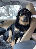 Golden Mountain Dog, a  Bernese Mountain Dog and Golden Retriever for sale in Calhan, CO – Photo 5 of 10