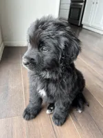 Golden Mountain Dog, a  Bernese Mountain Dog and Golden Retriever for sale in Calhan, CO – Photo 8 of 10