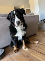 Golden Mountain Dog, a  Bernese Mountain Dog and Golden Retriever for sale in Calhan, CO – Photo 10 of 10
