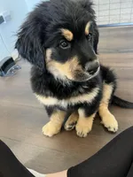 Golden Mountain Dog, a  Bernese Mountain Dog and Golden Retriever for sale in Calhan, CO – Photo 4 of 10