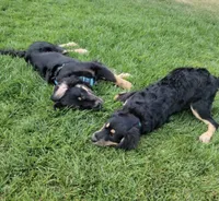 Golden Mountain Dog, a  Bernese Mountain Dog and Golden Retriever for sale in Calhan, CO – Photo 3 of 10